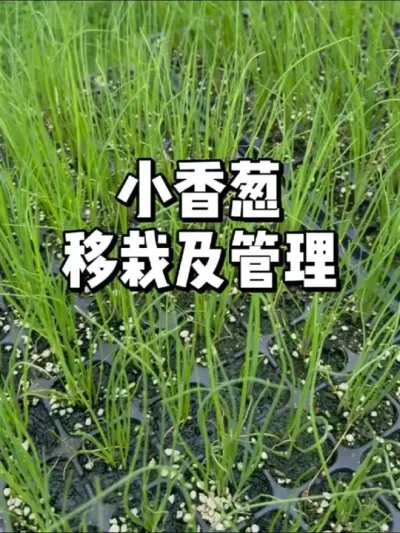 小香葱移栽，后期怎么管理 