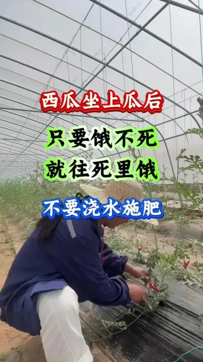 西瓜种植 西瓜坐上瓜后只要饿不死就往死里饿不要浇水施肥#西瓜种植 #西瓜管理 #西瓜高产 #膨大增甜