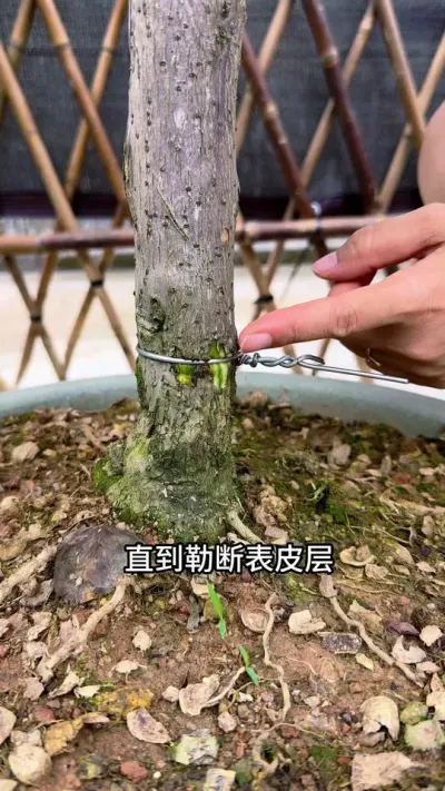 三角梅打死都不开花，试一试这个新型的促花方法 #三角梅#养花小知识 #花卉绿植