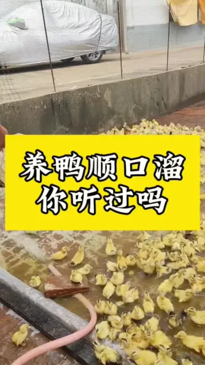 养鸭顺口溜，你听过吗#肉鸭养殖 #养鸭人 #禽病防治 #养殖技术交流 #养鸭