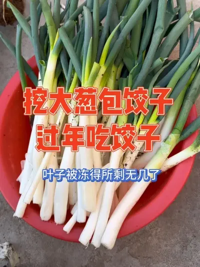 老公凭一己之力赶在除夕当天把大葱挖完了，赶紧清洗干净准备包饺子#大葱 #记录真实生活 #过年 #农村美食 #南北差异 @DOU+小助手