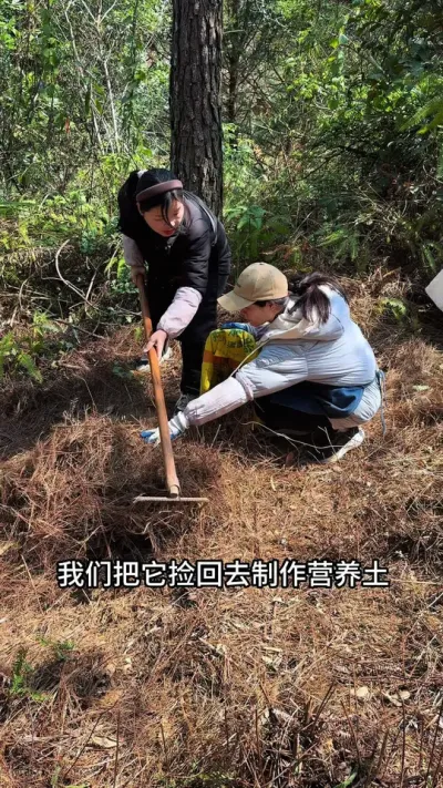 在山上发现这种宝贝，用它来制作上好的营养土#松针腐殖土 #花卉绿植 #土壤