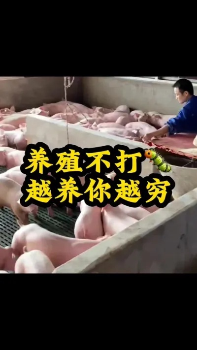 #三农 #农村养猪人 #养猪人加油干 #猪喂什么饲料长得最快 #猪吃什么长的快