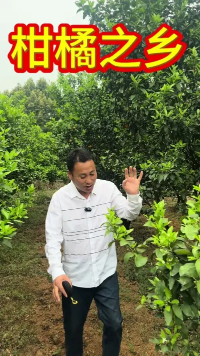 #草莓种植 #冰糖橙 #