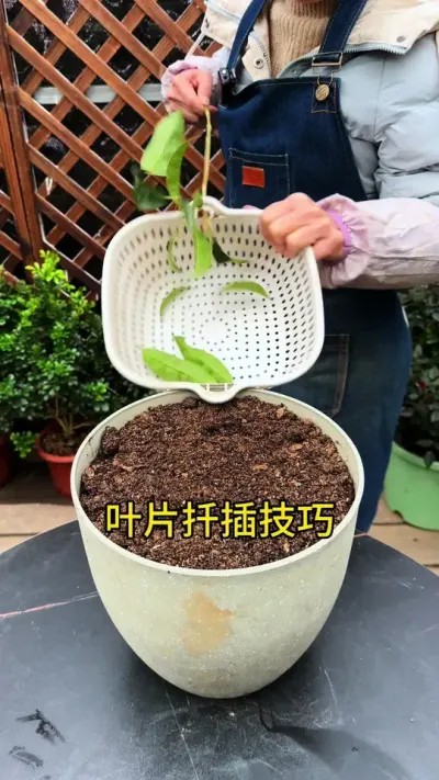 叶片扦插，只要记住这几点，长根快成活率高#扦插 #花卉绿植 #种植小技巧