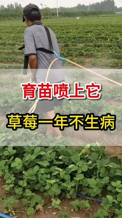 育苗喷上它，草莓一季不得病#三农#抖音助农 #草莓种植