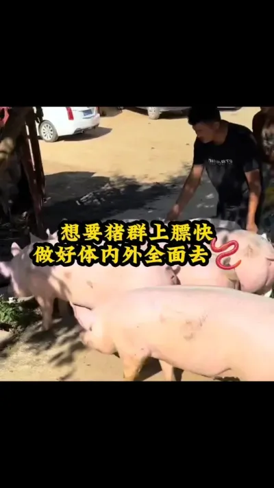 #养猪小妙招 #所有养猪人 #农村养猪专业户 #服务三农支持三农 #养殖技术