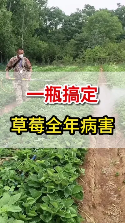 草莓用它喷一喷，各种病害不敢来#草莓种植 #病害防治#三农