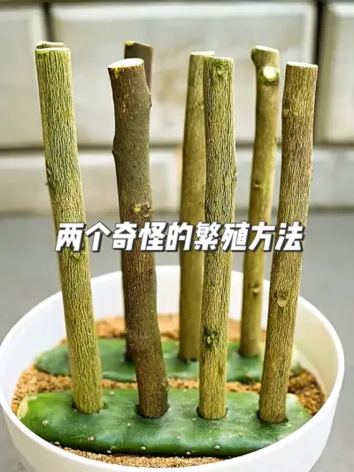 隔壁邻居的奇招！用香蕉和仙人掌培育柠檬树，竟然成功了？ #种植小技巧 #园艺小妙招 #新农人计划 #植物生长过程