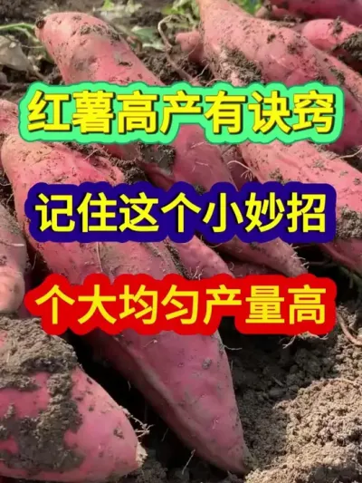 红薯高产有诀窍记住这个小妙招个大均匀产量高 #红薯种植 #农业种植 #三农 #种植小技巧 #分享农业知识帮农民增产增收