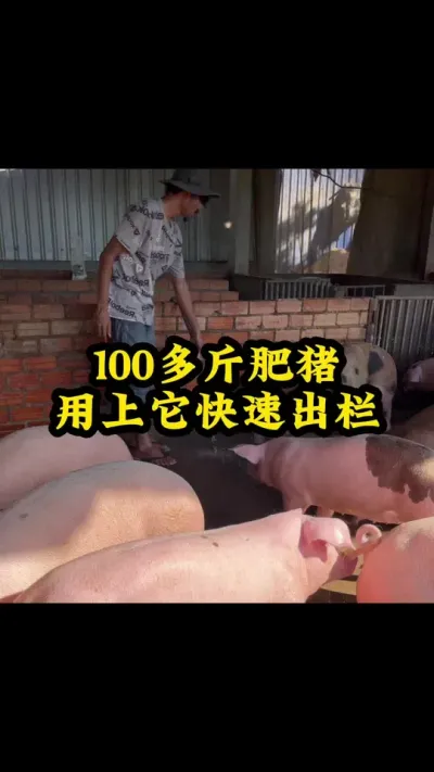 #全国养猪人 #猪喂什么饲料长得最快 #服务三农支持三农 #每天分享养猪知识 #养猪人