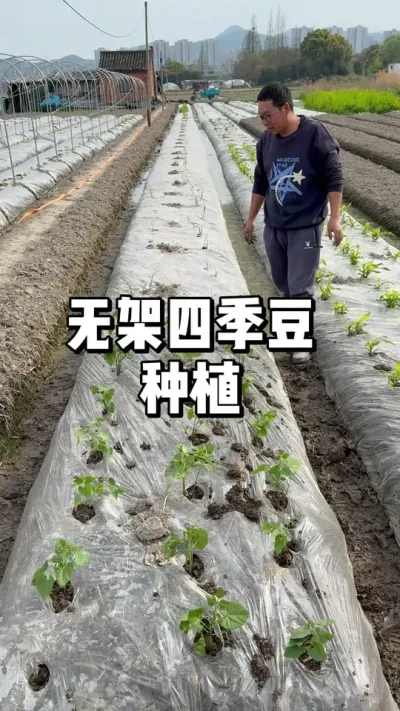无架四季豆怎么种，不用搭架的豆角 