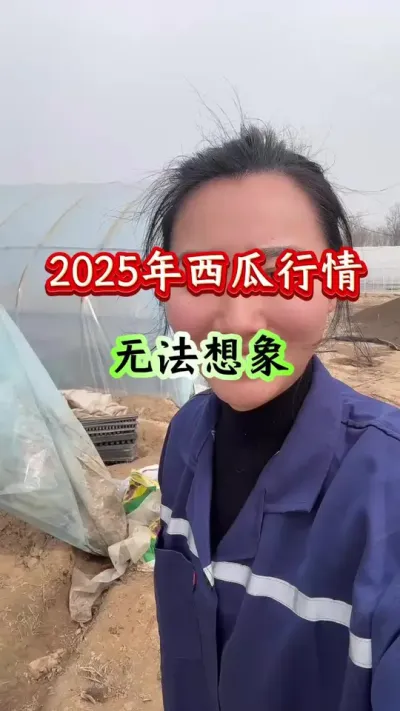 西瓜种植 2025年西瓜行情无法想象 #西瓜种植 #西瓜管理 #种西瓜 #西瓜高产