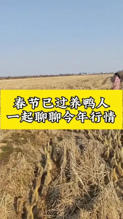 春节已过，养鸭人一起聊聊，今年行情#肉鸭养殖 #养鸭人 #禽病技术指导 #蛋鸭 #蛋鸭养殖技术