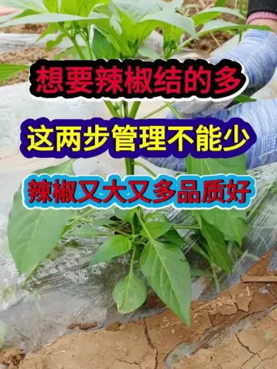 想要辣椒结的多这两步管理不能少辣椒结的又大又多品质好 #辣椒种植 #辣椒种植技术 #农业种植 #三农 #分享农业知识帮农民增产增收