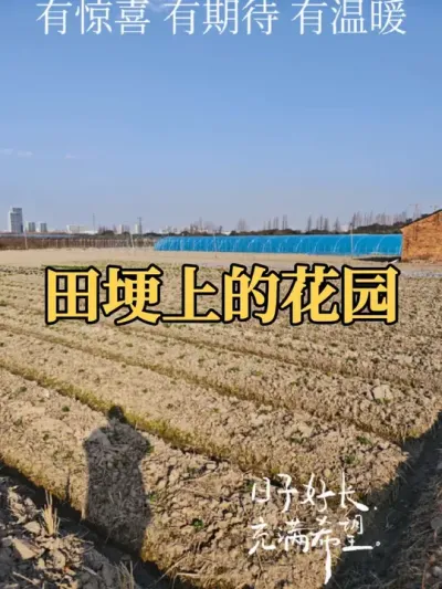晚上降温又要住菜地了 #农业种植 #种植 #三农 #种菜