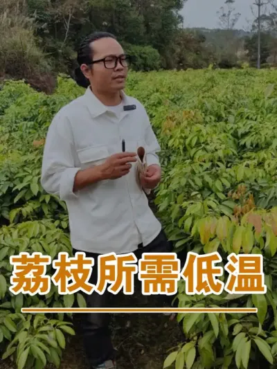 荔枝所需要的低温时间#广西灵山荔枝果苗#农业创业#抖音新农人计划2024#吕老师种果苗