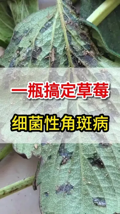 只用这一瓶，角斑病彻底根治#新鲜采摘 #三农#细斑净