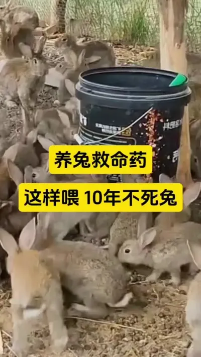 小兔喂料是关键，这样喂全程不死一只兔子#兔子 #养兔人 #肉兔养殖 #养兔人