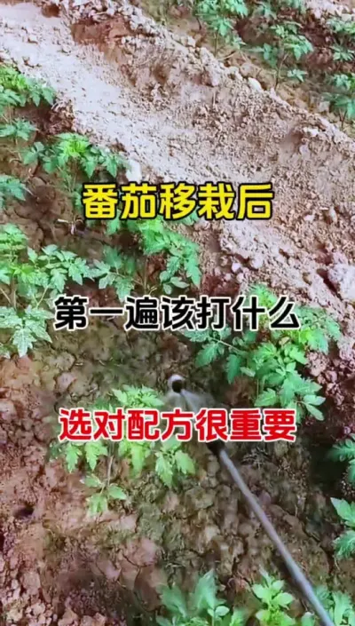 番茄移栽后，第一遍药该打什么，选对配方很重要#种植小技巧 #抖音助农 #西红柿种植 #病害防治