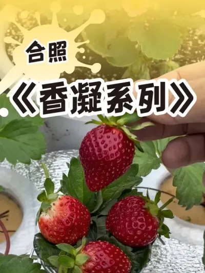 草莓一摘就是一桶 香凝系列开吃#吃草莓的仪式感 #盆栽草莓  #记录我的种植生活 #dou来一起种草莓 #草莓种植
