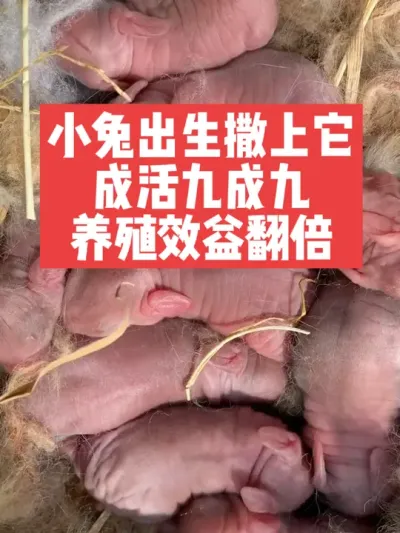 小兔出生撒上它，成活九成九，养殖效益翻倍 #兔子#三农#养殖#养兔子#养兔人