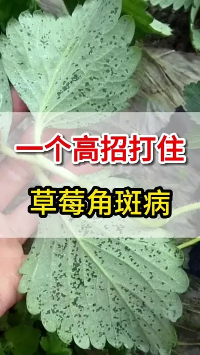最难治的角斑病，一招就搞定#角斑病#三农