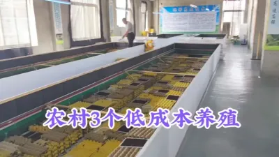 农村3个低成本高收益的养殖，1间房就可以养，年赚20万不是梦 #农村致富好项目 #养殖 #三农 #蟋蟀养殖 #蟑螂养殖
