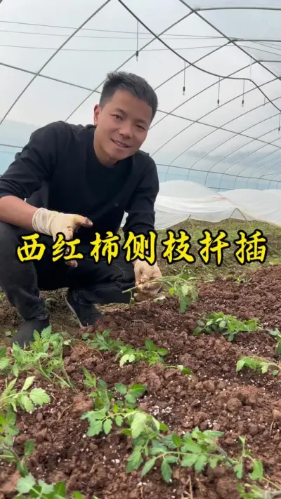 西红柿的侧枝是可以扦插的，你们学会了吗？#种植小技巧 #返乡创业新农人