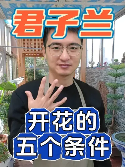 君子兰开花需要的五个条件，你知道吗？ #养花 #君子兰 #君子兰开花