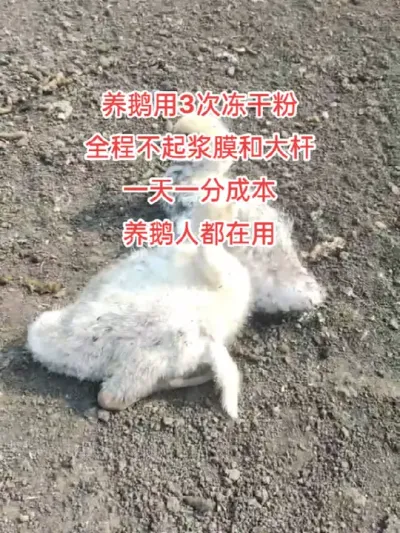 #养鹅技术分享 #养鹅人 #科学养殖 #禽病技术指导 #疾病预防