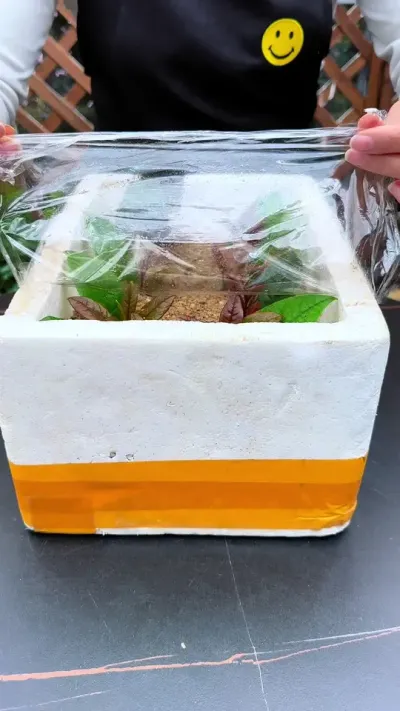 桂花学会这个扦插方法，不用买，摘一个叶片扦插就能活#种植小技巧 #桂花#扦插