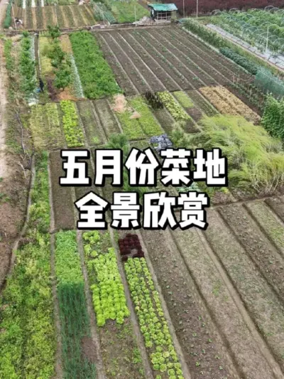 五月份的菜地都有哪些蔬菜 