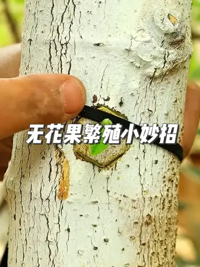 无花果种植新手必看，2种傻瓜式繁殖法，让果树1个月从枝变苗 #种植小技巧 #园艺小妙招 #无花果种植 #果树嫁接