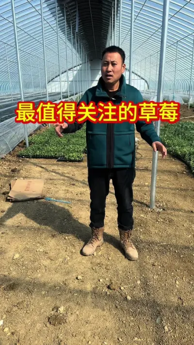 #草莓苗种苗 #草莓种植管理技术和方法 #服务三农支持三农