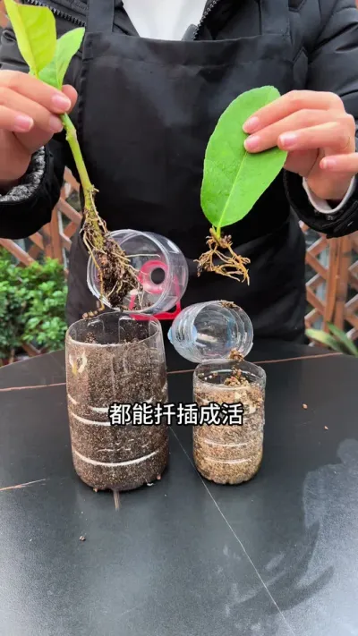 #柠檬树 学会这种扦插方法，不管枝条还是叶片，成活力基本百分百 #种植小技巧 #扦插