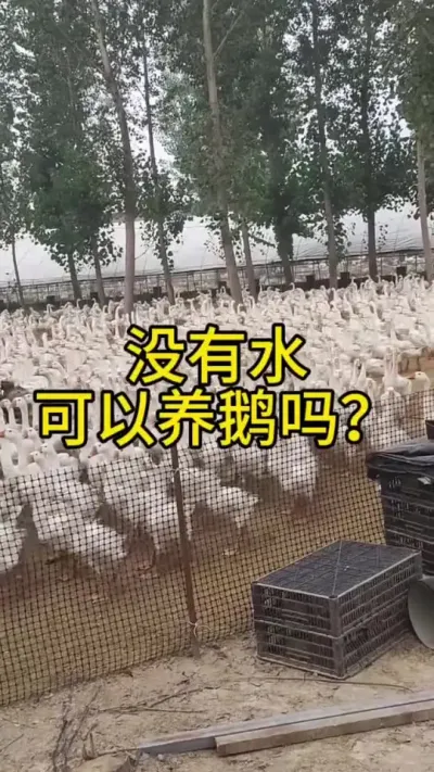 没有水可以养鹅吗？#肉鹅养殖 #禽病防治 #科学养鹅 #养鹅流程 #养鹅技术分享