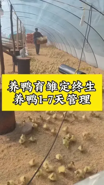 养鸭育雏定终身#养鸭人 #肉鸭养殖 #科学养鸭 #养鸭流程 #养鸭技术分享