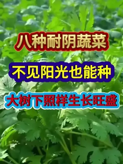 八种耐阴蔬菜不见阳光也能种大树下照样生长旺盛 #蔬菜种植#蔬菜种植技术 #农业种植 #三农 #分享农业知识帮农民增产增收