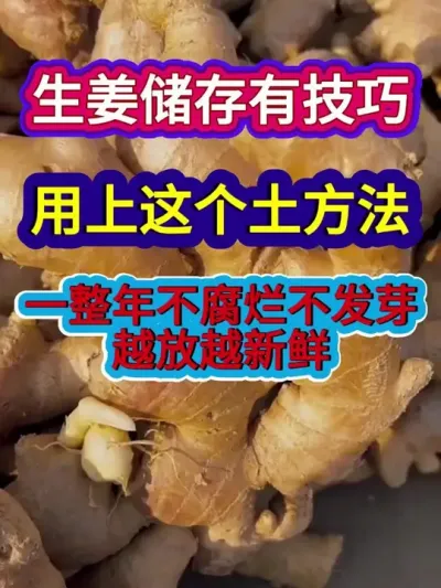生姜储存有技巧用上这个土方法一整年不腐烂不发芽越放越新鲜 #生姜储存 #农业种植 #种植小技巧 #三农 #分享农业知识帮农民增产增收