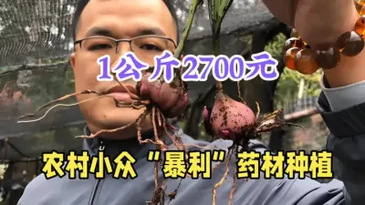 农村小众暴利种植，1公斤2700元，1亩收入40万，收藏 #三农 #农业种植致富项目 #药材种植 #冰球子 #农村种植什么利润大