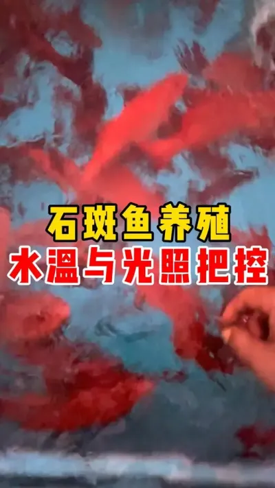 石斑鱼养殖水温与光照把控#高密度养殖 #水产养殖 #石斑鱼 #东星斑 #这下大家总该记住石斑鱼了吧 @抖加🔥上热门🔥dou+🔥热点宝  @DOU+小助手 