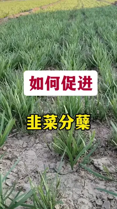 如何促进韭菜分蘖？#韭菜变粗的秘诀 #韭菜种植 #韭菜分蘖 #韭菜管理 #韭菜种植方法