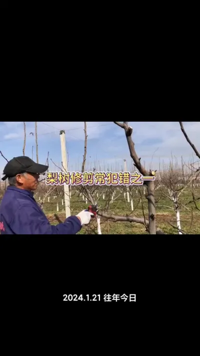 梨树修剪，还是有一部分人会犯错！今天讲清楚！#三农种植 #果树种植 #梨树修剪 #梨树种植 #种果树的苏老师