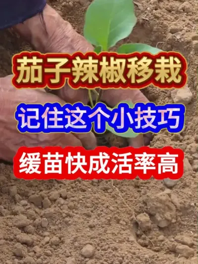 茄子辣椒移栽记住这个小技巧缓苗快成活率高 #茄子种植 #农业种植 #种植小技巧 #服务三农支持三农 #辣椒种植
