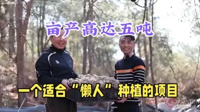 农村&ldquo;懒人&rdquo;种植，亩产高达5吨，1斤卖10元，不用除草打药 #三农 #农村致富好项目 #返乡创业 #北方菌 #抖音助农