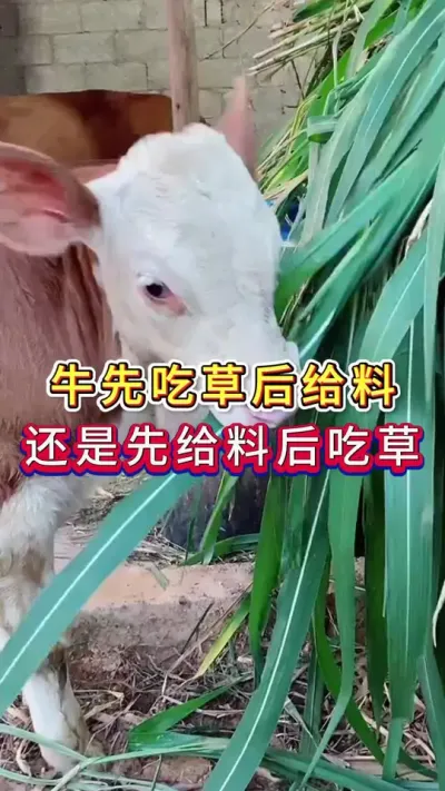 牛先吃草后给料还是先给料后吃草#养牛人#三农#养牛#养殖