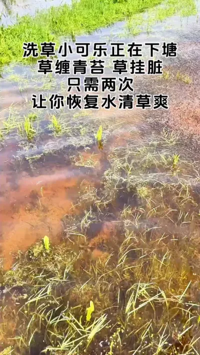 洗草小可乐正在下塘#大闸蟹养殖 #河蟹养殖 #螃蟹养殖 #三农 #鱼虾蟹养殖