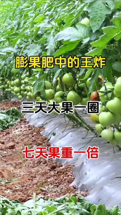 膨果最快不空不裂，不畸形，无激素，瓜果蔬菜都适用#膨果增甜 #膨果最快#番茄种植 #农业种植