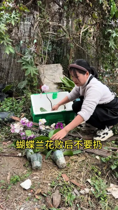 蝴蝶兰开败后不要扔，教你这样处理很快就能复活 #蝴蝶兰 #花卉绿植 #养花小知识